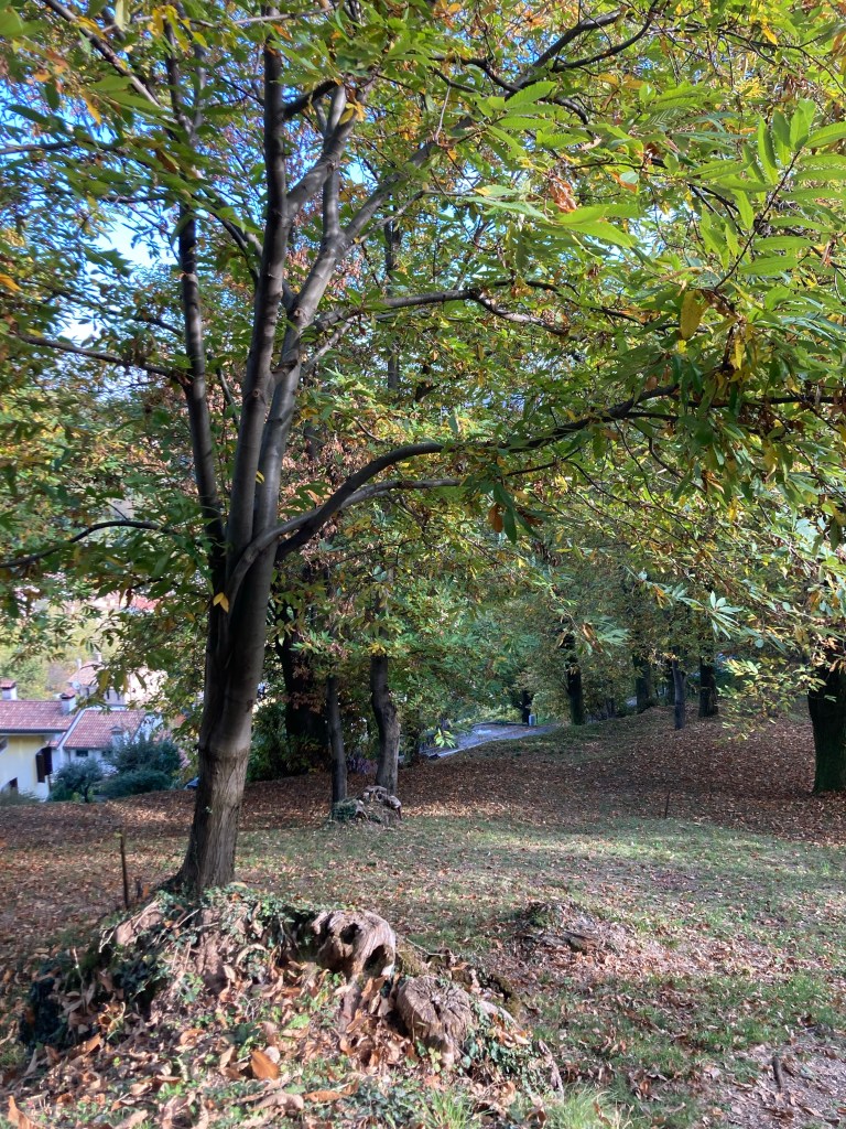 Celebrating the winning contrada at the Sagra delle Castagne!, image size:768x1024