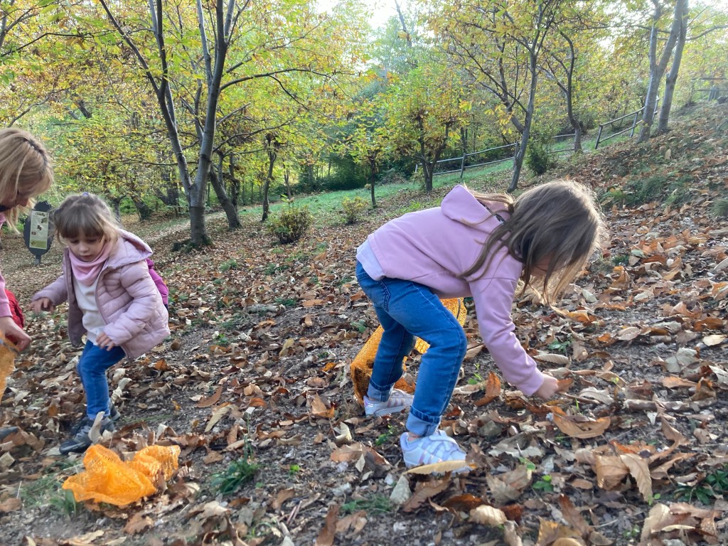 Raccolta delle Olive: Tradizione e Divertimento in Abruzzo, image size:1024x768
